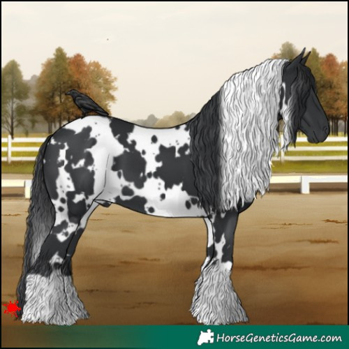 Horse Color:White Spotted Black 