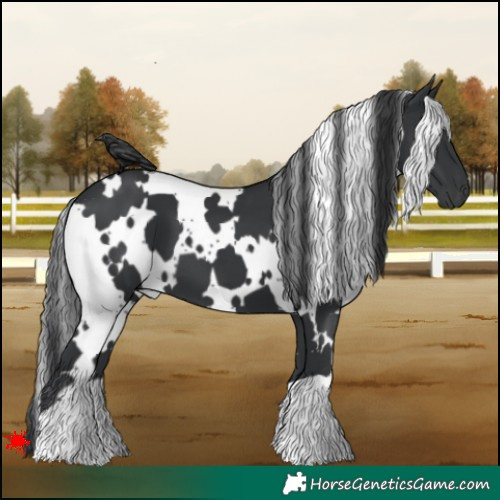 Horse Color:White Spotted Black 