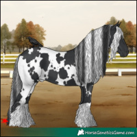 Horse Color:White Spotted Black 