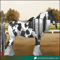 Horse Color:White Spotted Black 