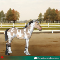 Horse Color:White Spotted Bay Dun 