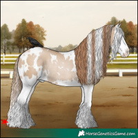 Horse Color:White Spotted Grullo Pearl Splash Rabicano 