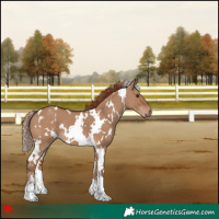 Horse Color:White Spotted Red Dun 