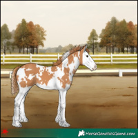 Horse Color:White Spotted Chestnut Splash