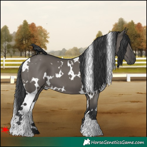 Horse Color:White Spotted Grullo 