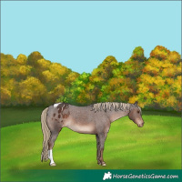 Horse Color:Liver Chestnut Appaloosa