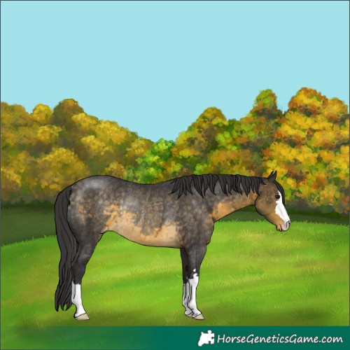 Horse Color:Buckskin Appaloosa Rabicano