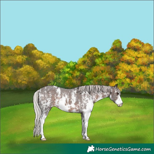 Horse Color:Silver Brown Sabino Appaloosa 