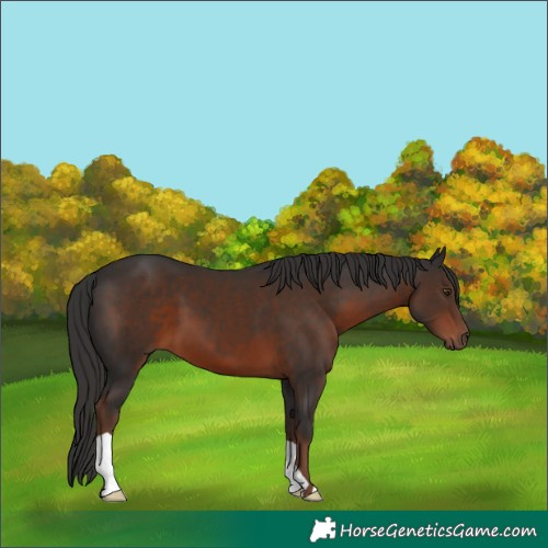 Horse Color:Liver Chestnut 