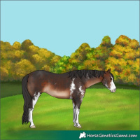 Horse Color:Brown Sabino