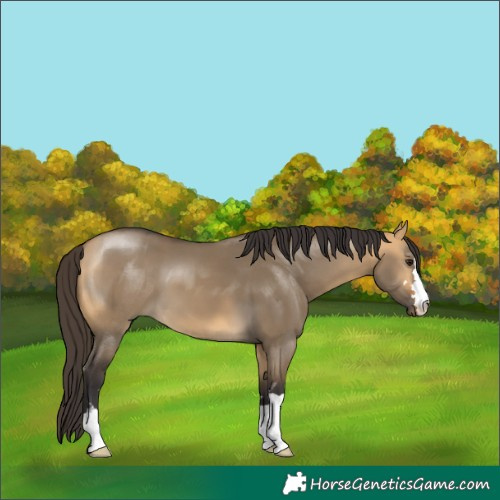 Horse Color:Buckskin Dun 