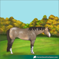 Horse Color:Buckskin Dun 