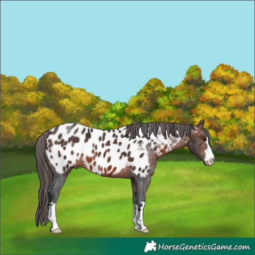 Horse Color:Brown Appaloosa 
