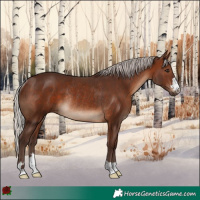 Horse Color:Silver Brown Rabicano 