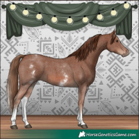 Horse Color:White Spotted Chestnut Sabino