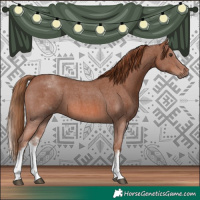 Horse Color:White Spotted Chestnut Sabino