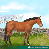 Horse Color:Bay 