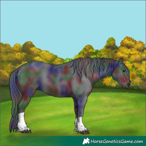 Horse Color:Platinum Nacre Black Tobiano 