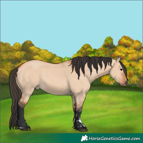 Horse Color:Unknown 