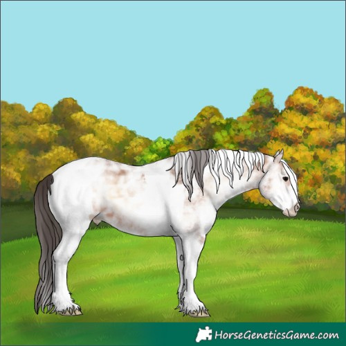 Horse Color:White Spotted Bay Ice Onyx Tobiano 