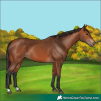 Horse Color:Bay 