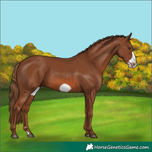 Horse Color:Chestnut Frame