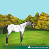Horse Color:Brown Roan Near Leopard