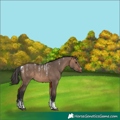 Horse Color:Unknown 