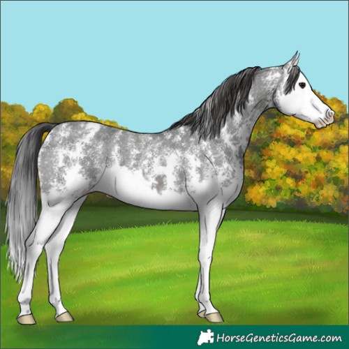Horse Color:Brown Sabino Splash Appaloosa 