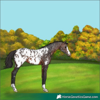 Horse Color:Brown Ice Appaloosa