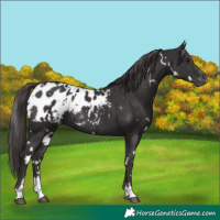 Horse Color:White Spotted Smoky Black Appaloosa Rabicano 