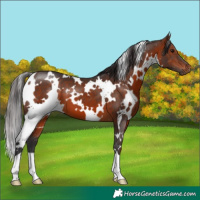 Horse Color:White Spotted Bay 