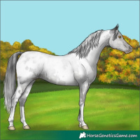 Horse Color:White Spotted Black Appaloosa Rabicano