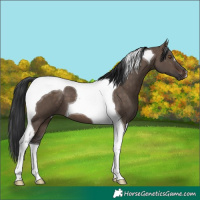 Horse Color:Brown Dun Tobiano 