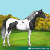 Horse Color:Black Tobiano Appaloosa 