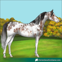 Horse Color:White Spotted Brown Sabino Appaloosa
