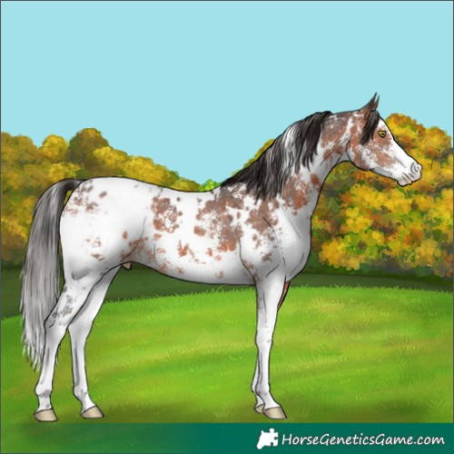 Horse Color:White Spotted Brown Sabino Appaloosa 