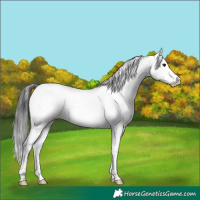 Horse Color:Brown Sabino Appaloosa Rabicano 