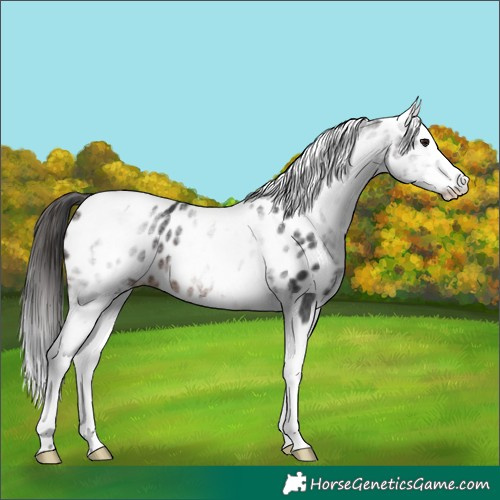 Horse Color:White Spotted Brown Splash Appaloosa 