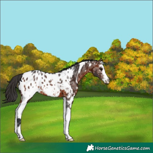Horse Color:White Spotted Bay Ice Sabino Blanket