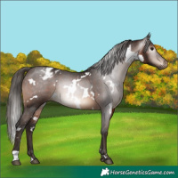 Horse Color:Gray White Spotted Bay Appaloosa Rabicano 