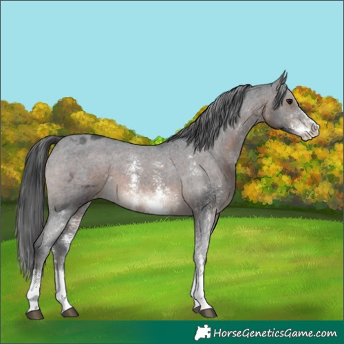 Horse Color:Brown Sabino Appaloosa 
