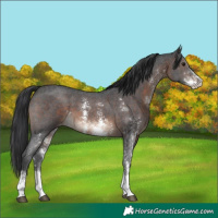 Horse Color:Brown Sabino Appaloosa 