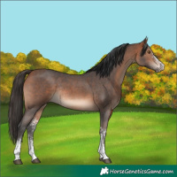 Horse Color:Bay Sabino Rabicano