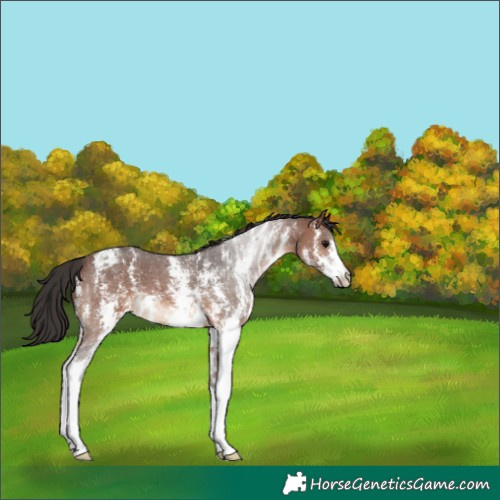 Horse Color:Brown Sabino Appaloosa 