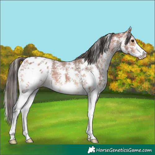 Horse Color:Bay Sabino Appaloosa 