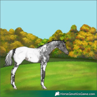 Horse Color:White Spotted Black Ice Appaloosa 