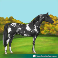 Horse Color:White Spotted Black 