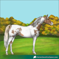 Horse Color:White Spotted Chocolate Palomino Ice Tobiano Varnish
