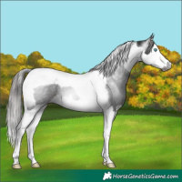 Horse Color:Gray Liver Chestnut Splash Tobiano Appaloosa 